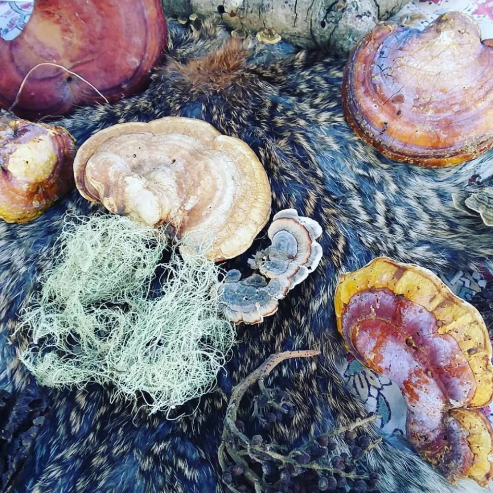 Elixir of Immortality - Medicinal Mushroom Blend